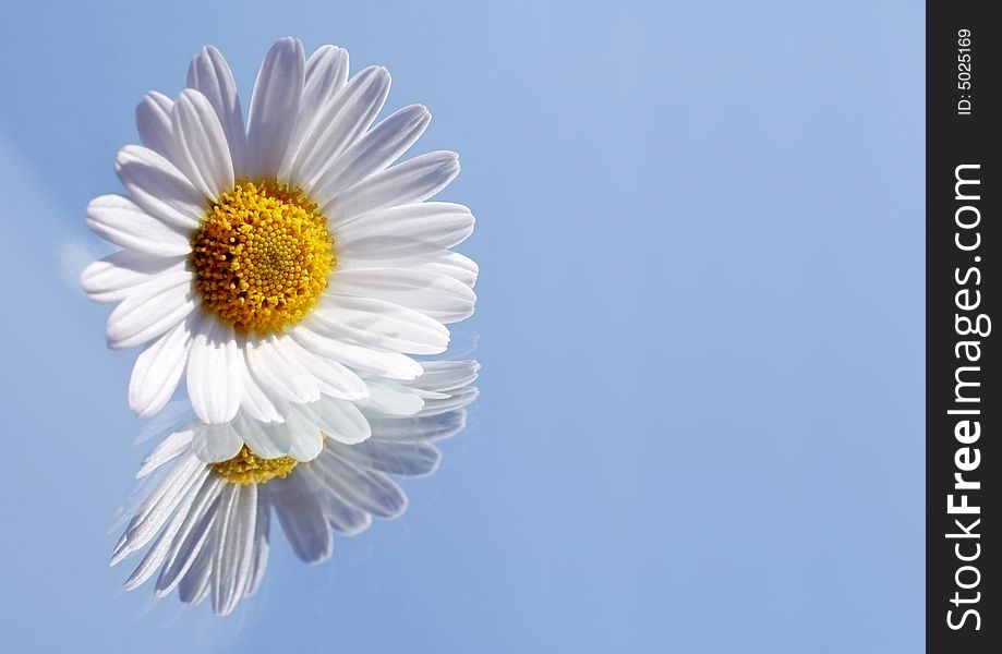 Single marguerite on a mirror with reflections and clear blue sky background