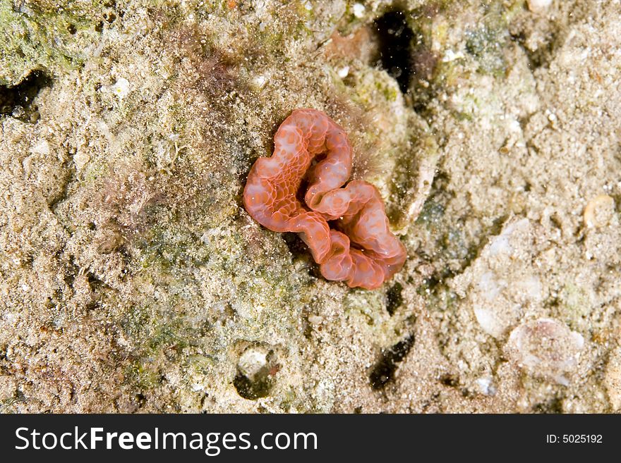 Adhesive Anemone (cryptodendron Adhaesivum)