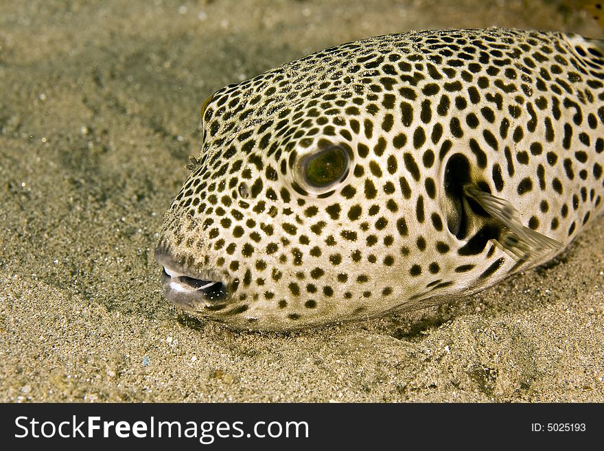 Starry puffer (arothron stellatus) taken in the Red Sea.