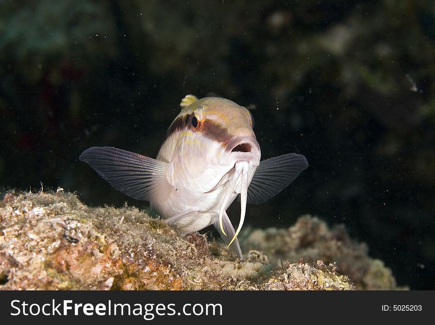 Red Sea Goatfish (parpeneus Forsskali)