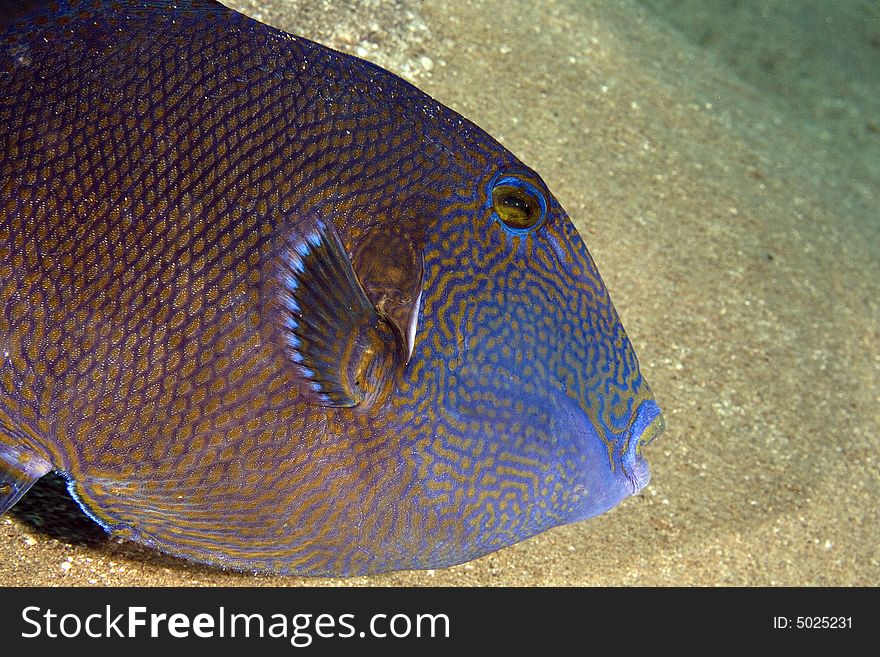 Blue triggerfish (pseudobalistes fuscus) taken in the Red Sea.