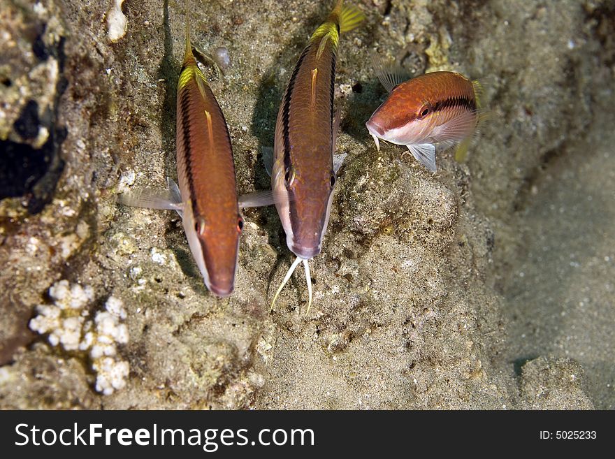 Red sea goatfish (parpeneus forsskali)
taken in the Red Sea.