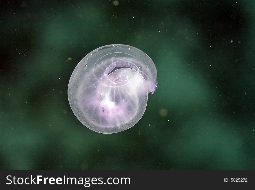 Yellyfish