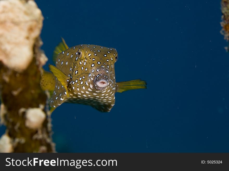Bluetail trunkfish fem. (oastracion cyanurus) taken in the Red Sea.