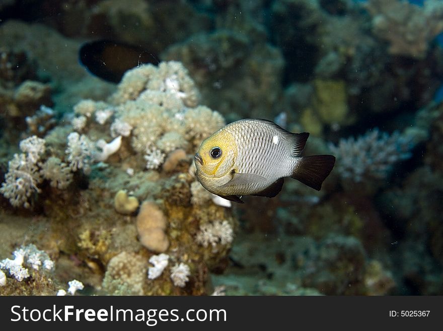 Three-spot dascyllus (dascyllus trimaculatus) taken in the Red Sea.