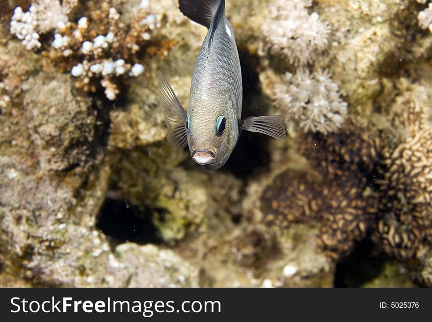 Three-spot dascyllus (dascyllus trimaculatus) taken in the Red Sea.