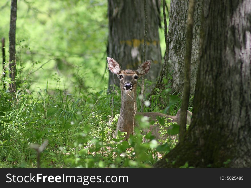 A whitetail deer rests peacefully in the woods. A whitetail deer rests peacefully in the woods.