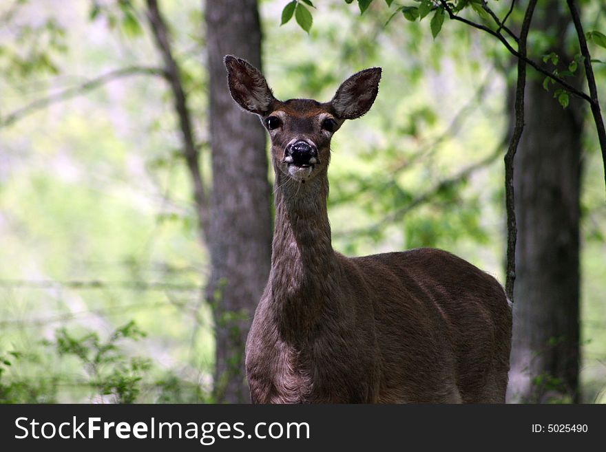 A whitetail deer stands alert in the woods. A whitetail deer stands alert in the woods.