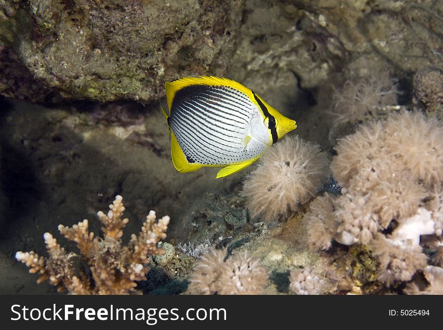 Blackbacked butterflyfish (chaetodon melannotus) taken in the Red Sea.