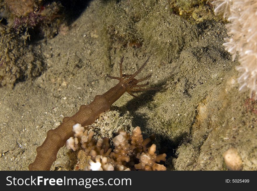 Worm cucumber (synapta maculata)
 taken in the Red Sea.