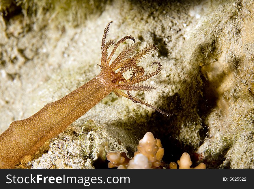 Worm cucumber (synapta maculata)
 taken in the Red Sea.