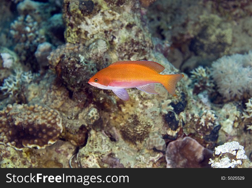 Oman anthias (pseudanthias marcia)taken in the Red Sea.