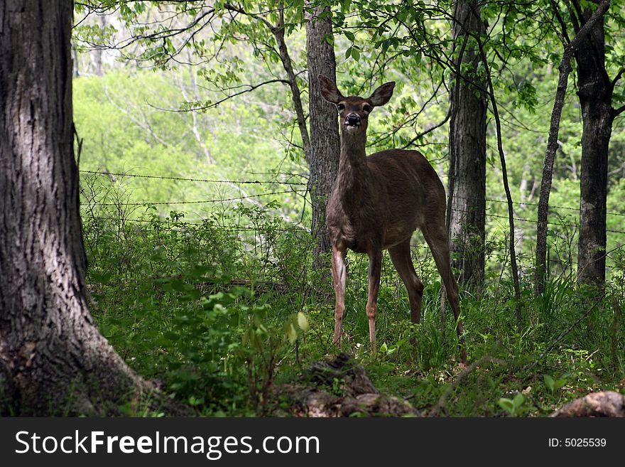 A whitetail deer stands alert in the woods. A whitetail deer stands alert in the woods.