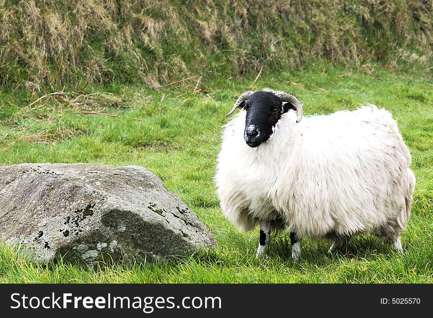 A lonesome sheep upon dartmoor. A lonesome sheep upon dartmoor