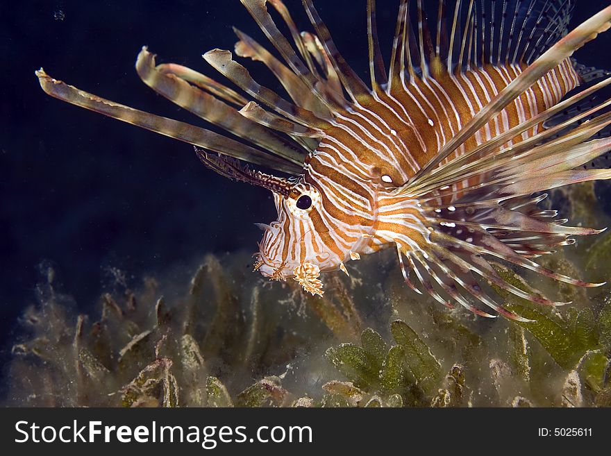 Comon lionfish (pterois miles) taken in the Red Sea.