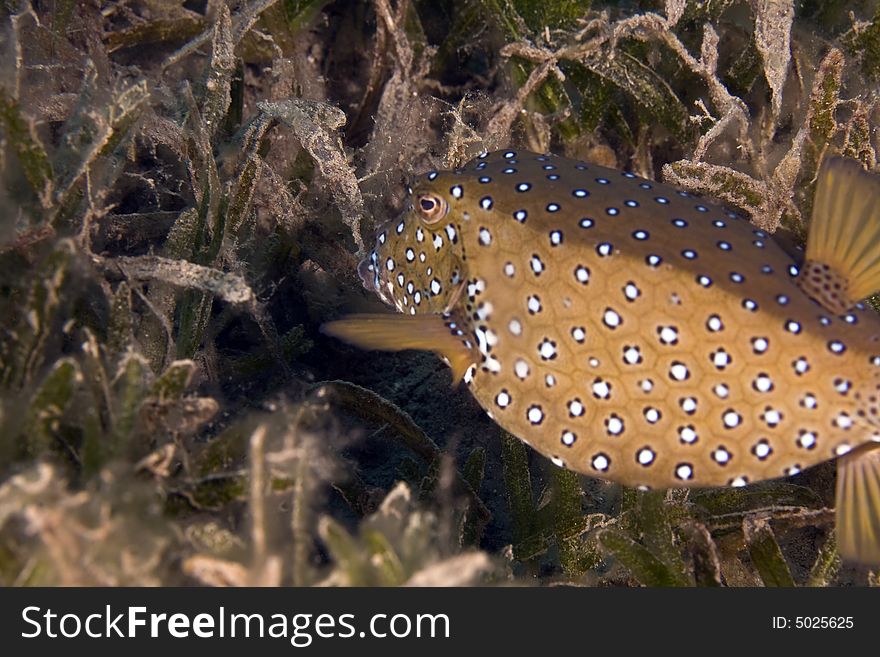 Yellow boxfish (ostracion cubicus)taken in the Red Sea.