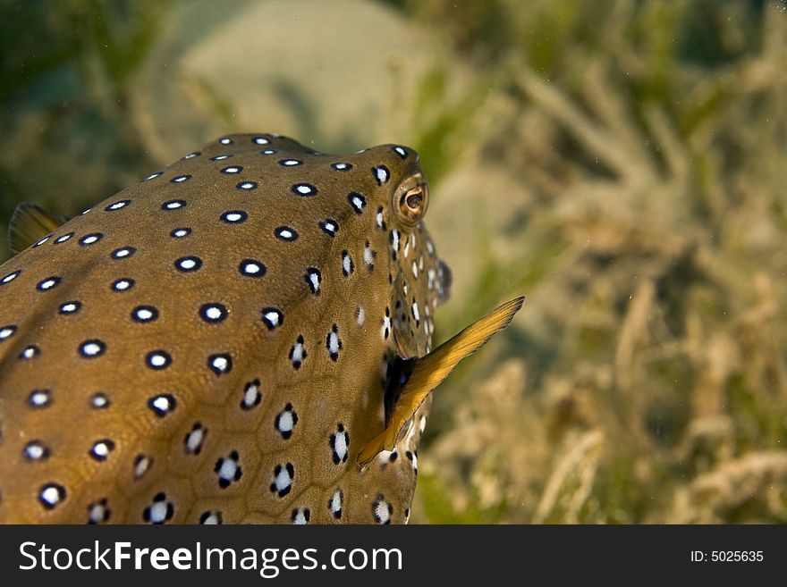 Yellow boxfish (ostracion cubicus)taken in the Red Sea.