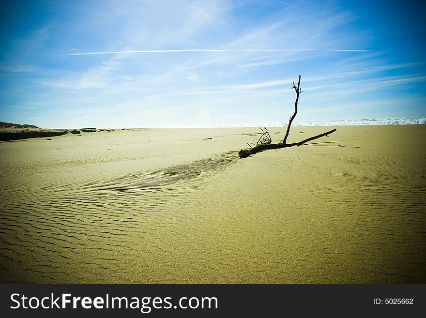 Kehoe beach drift wood blue sky