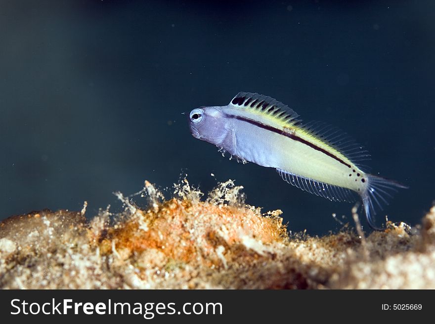 Red sea mimic blenny (escenius gravieri) taken in the Red Sea.