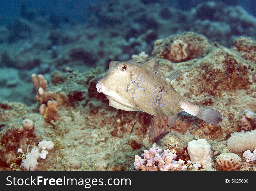 Thornback boxfish (tetrasomis gibbosus) taken in the Red Sea.