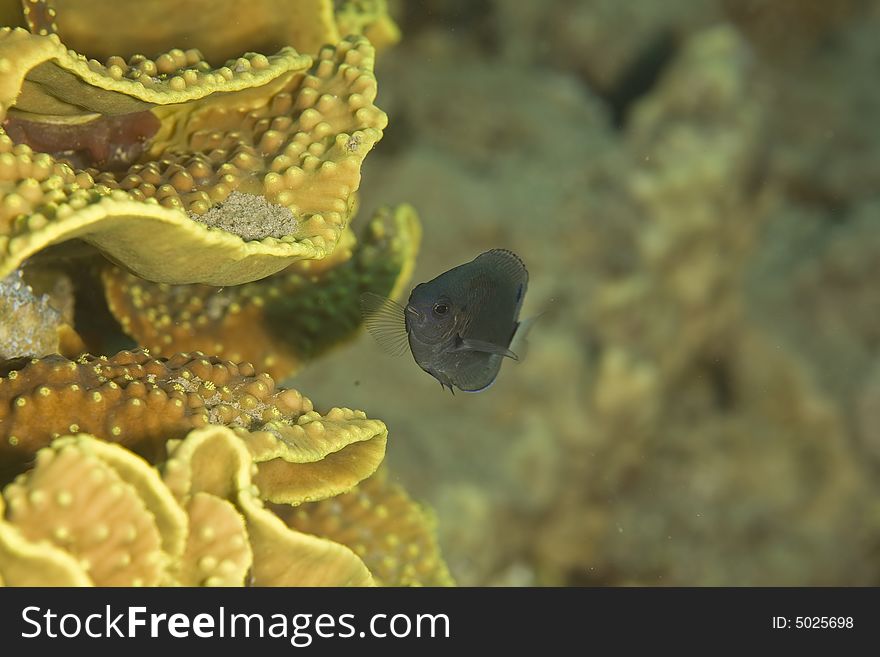 Black damselfish (neoglyphidodon melas) taken in the Red Sea.