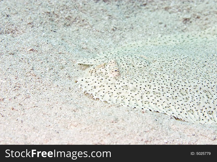 Moses sole (pardarchirus marmoratus) taken in the Red Sea.