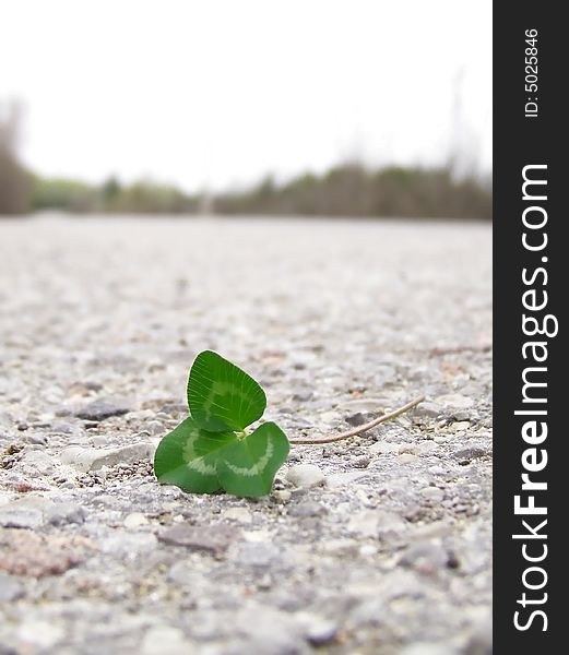 Image of bright green clover on a grey road, with line of dark trees in background. Image of bright green clover on a grey road, with line of dark trees in background.