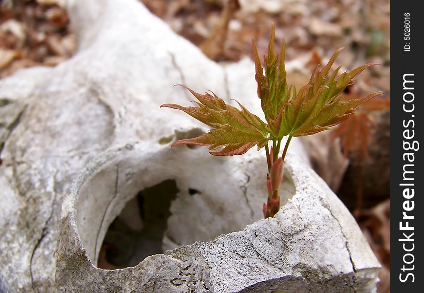 Deer Skull And Maple Sapling