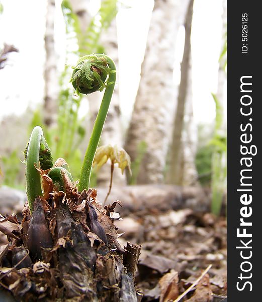 Image of fiddleheads (young ferns) about to uncurl in spring.