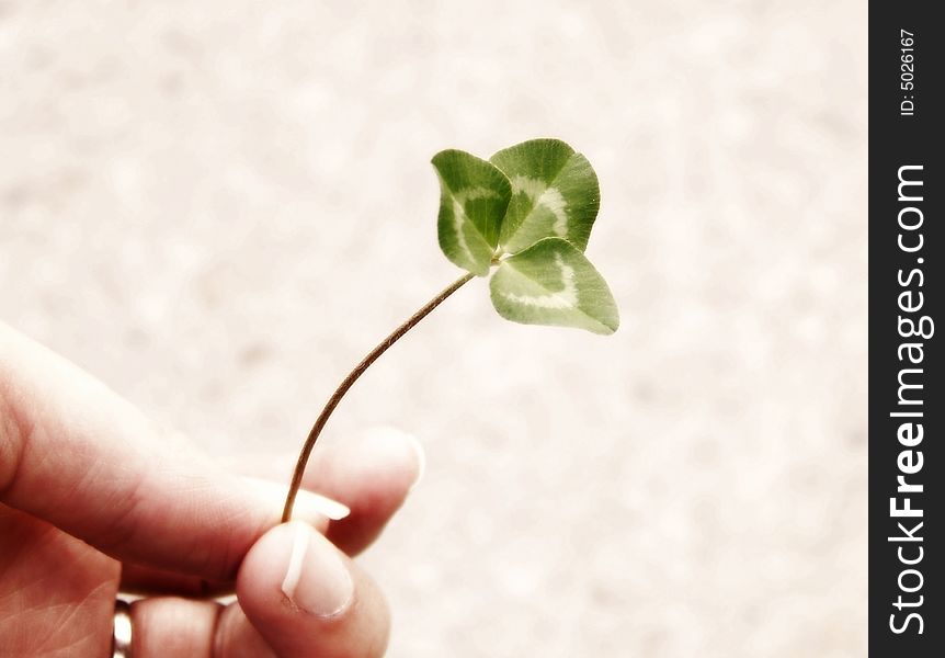 Image of a single piece of bright green clover, being held by a hand.  Soft focus and horizontal orientation. Image of a single piece of bright green clover, being held by a hand.  Soft focus and horizontal orientation.