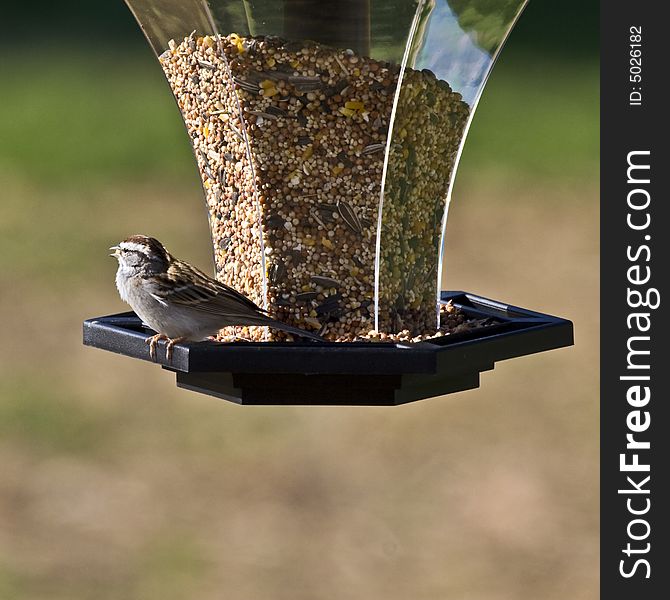 A Chipping Sparrow sitting on a backyard bird feeder with a seed in his mouth.