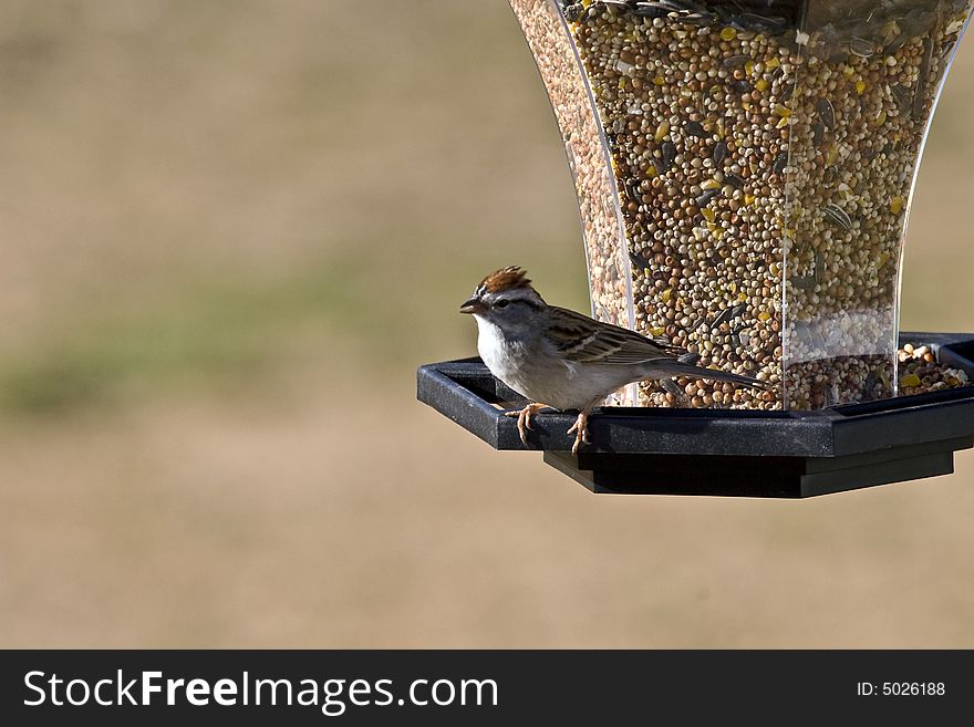 A Chipping Sparrow sitting on a backyard bird feeder with a seed in his mouth.