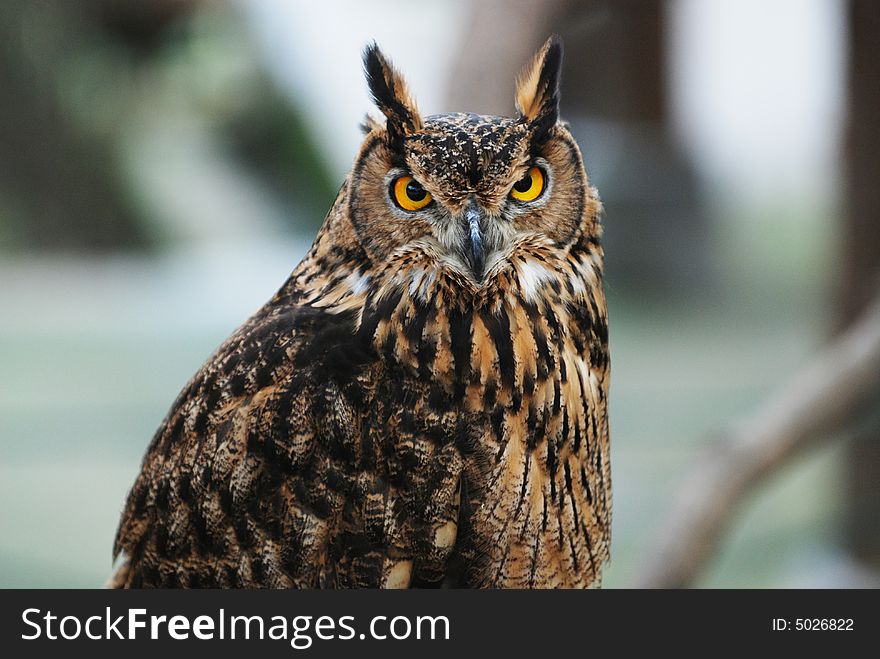 A picture of an owl.
