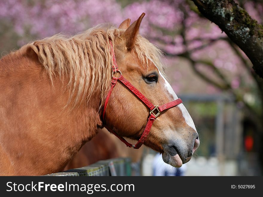 Horse with cherry blossom background