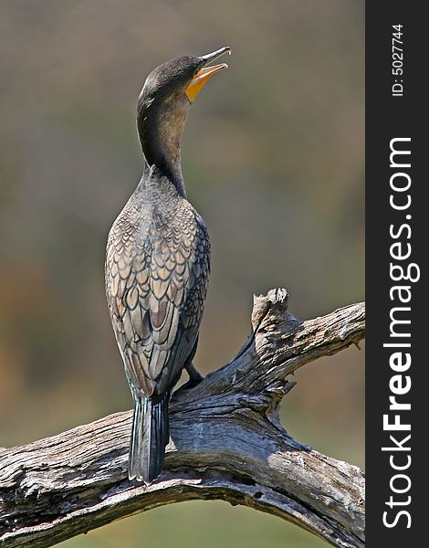 Cormorant sunbathing at lake panic kruger national park south africa