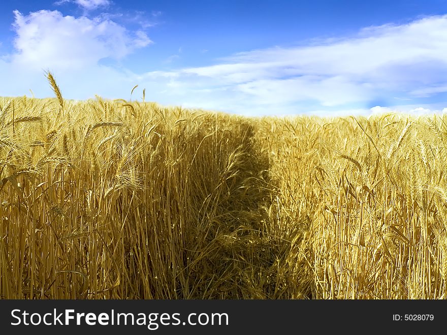 Ripe wheat field and cloudy blue sky