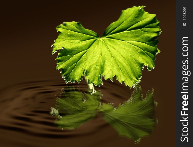 Green leaf, reflected over rippled water