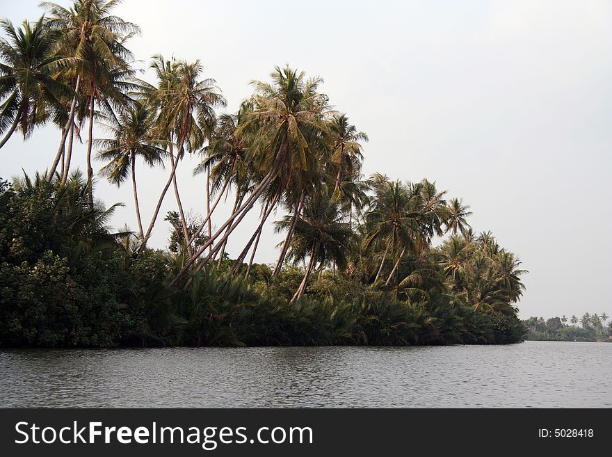 Jungle hanging on the river shore in central Cambodia. Jungle hanging on the river shore in central Cambodia