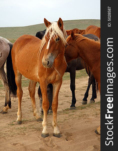 Horse going on steppe road