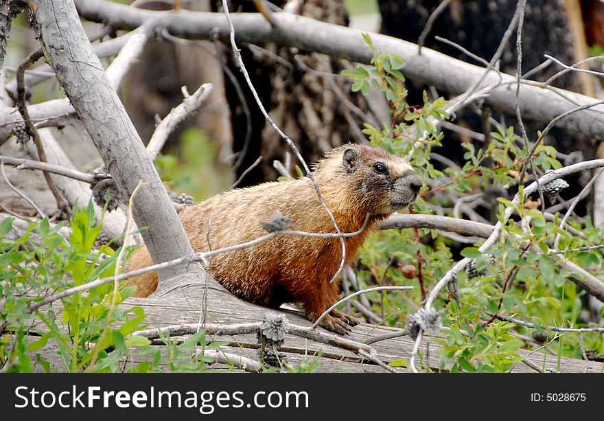 Yellow Bellied Marmot