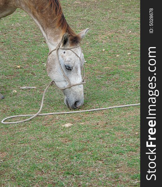 A horse eating green grass. A horse eating green grass