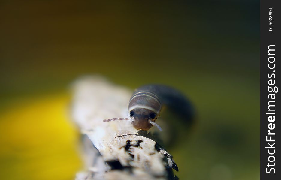 Close up of cute centipede over yellow-green background. Close up of cute centipede over yellow-green background.