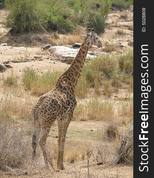 A giraffe in the Kruger National Park, South Africa