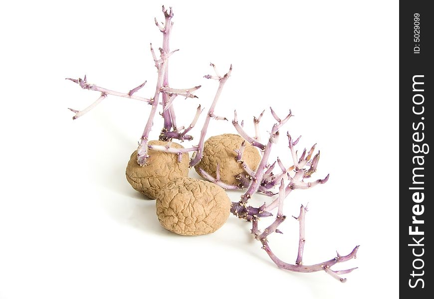 Progrown potato on a white background