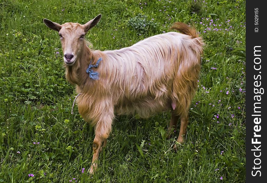 Goat on the field in spring