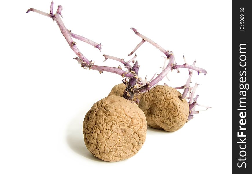 Progrown potato on a white background