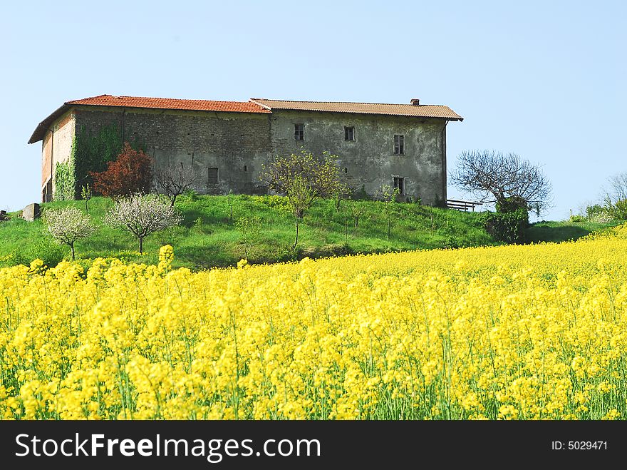 A beautiful colza field in the Piemonte region (Italy).