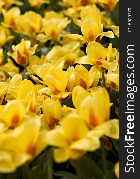 Close up picture of yellow tulips, stock photo