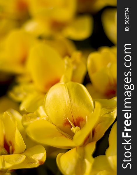 Close up picture of yellow tulips, stock photo