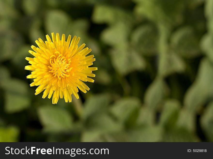 Bright dandelion flower with copy-space, stock photo